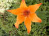 cool_lys_orange.jpg (46316 octets)