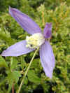 gio_clematite.jpg (37460 octets)
