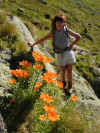 laux_lys_chantal.jpg (85033 octets)