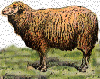 ferme_mouton2.jpg (19246 octets)