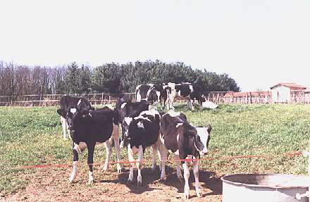 photo_ferme_veaux_l.jpg (69232 octets)