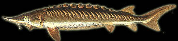 lycee_poisson.jpg (15680 octets)