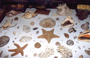musee_mer.jpg (12278 octets)