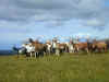 vercors_chevres.jpg (13908 octets)